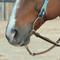 Simplicity Snaffle, Goostree,