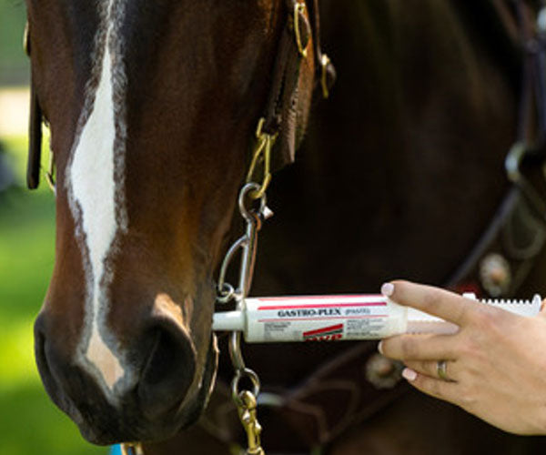 Gastro-Plex Paste
