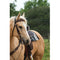 Headstall, Sunflower